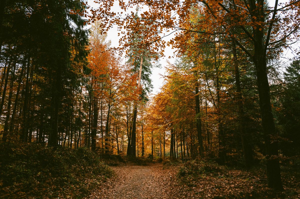 The Len Foote Hike Inn: A Perfect Fall Getaway in North Georgia