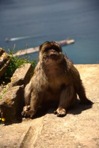 Barbary macaque on the Rock of Gibraltar near the Upper Rock Nature Reserve paths