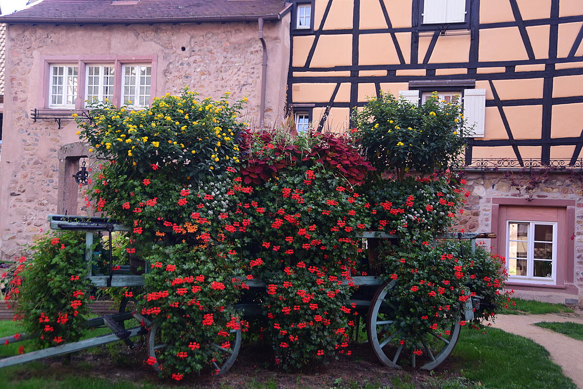 Decorative bicycle covered with flower planters in Turckheim, France.